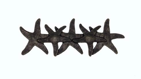 $25.10 Starfish 3-in Center to Center Brass Ox Cabinet Pull
