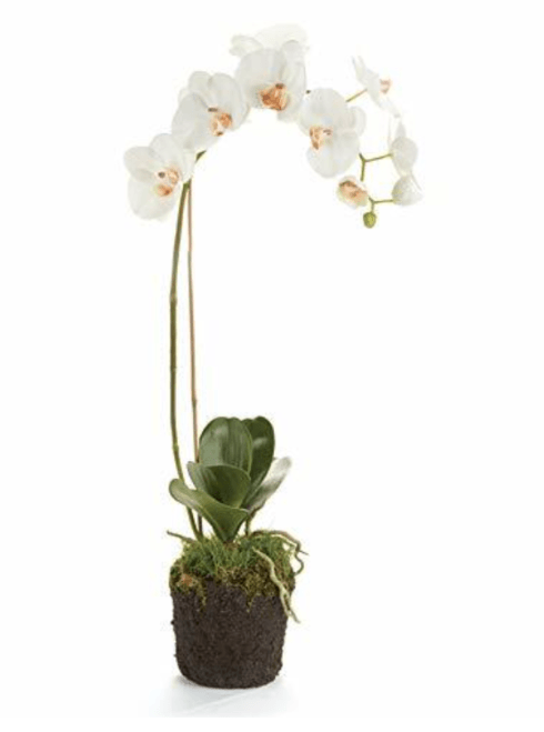 Napa Home & Garden  FLOWERS PHALAENOPSIS Orchid Drop-in  $98.95