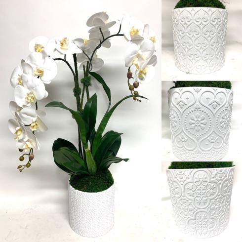 $189.00 Double orchid in Scroll Pot