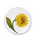 Sunflower collection image